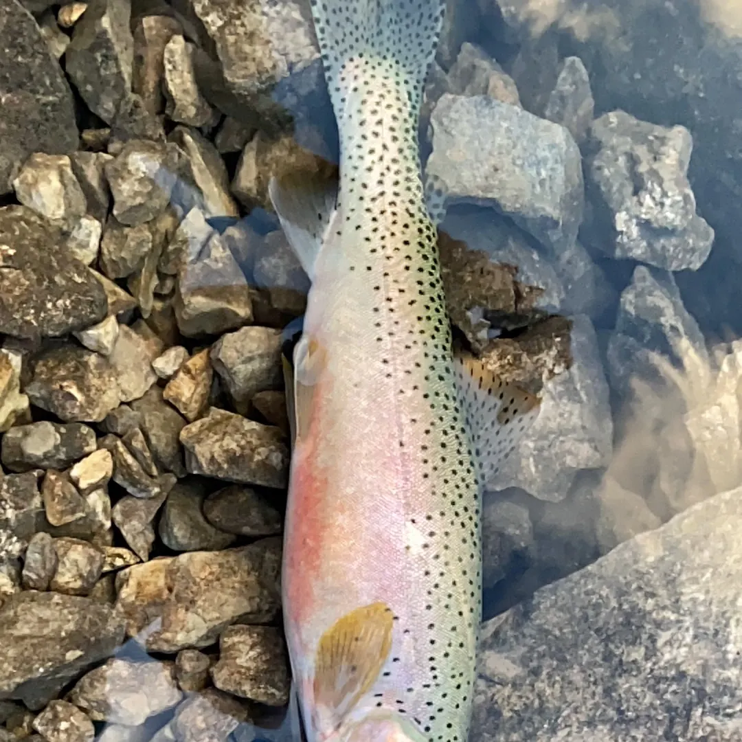 The most recent Westslope cutthroat trout catches on Fishbrain