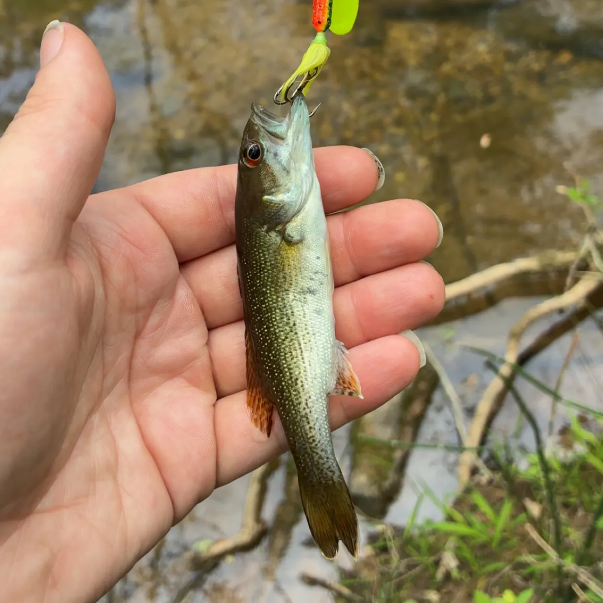 The most recent Warrior bass catches on Fishbrain