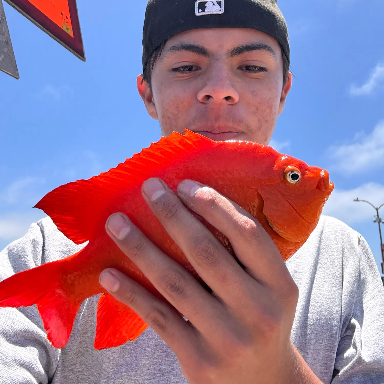 The most recent Garibaldi damselfish catches on Fishbrain