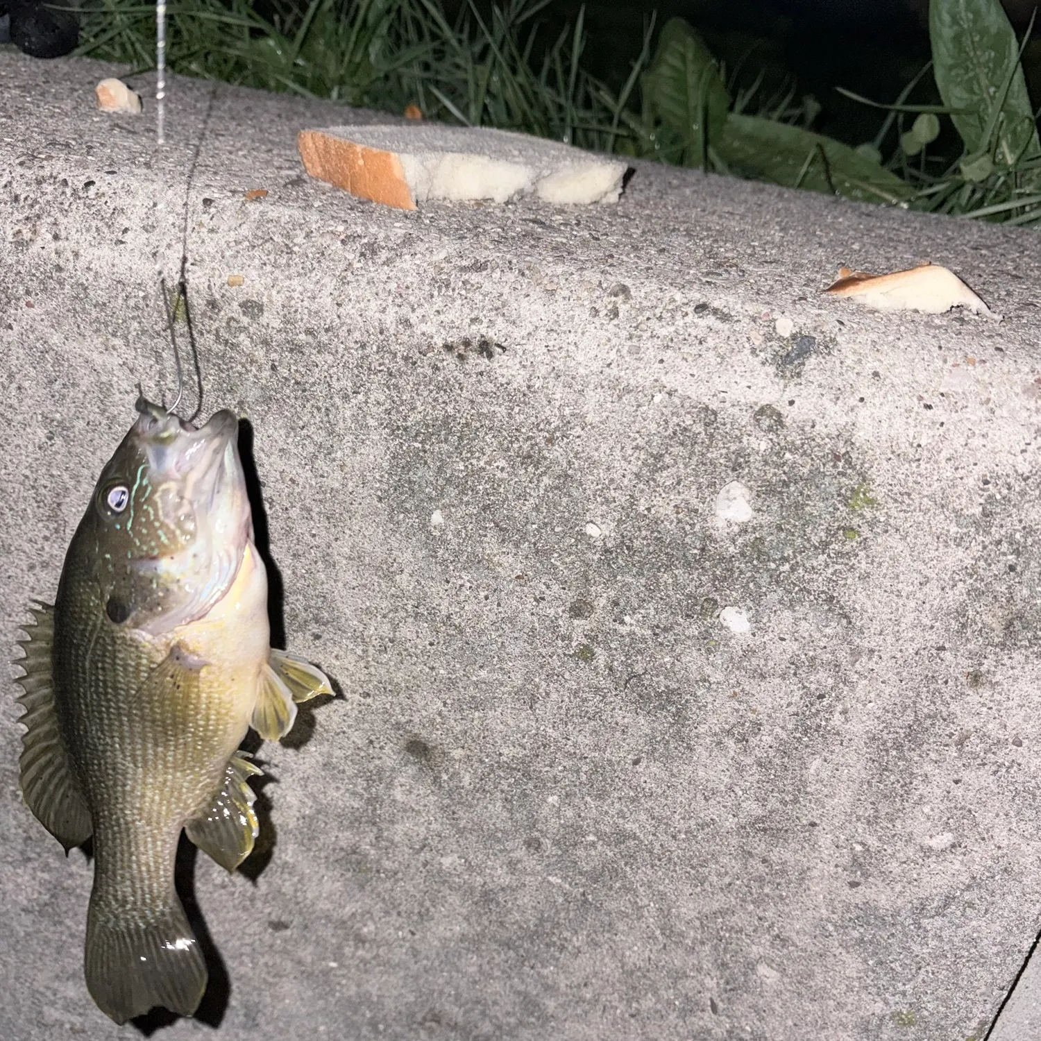 Green sunfish caught on Fishbrain