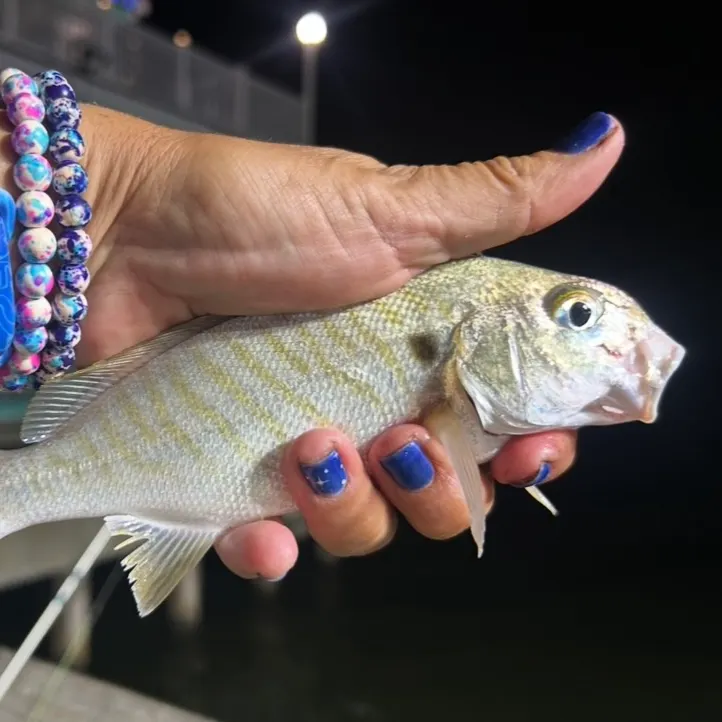 The most recent Spot croaker catches on Fishbrain