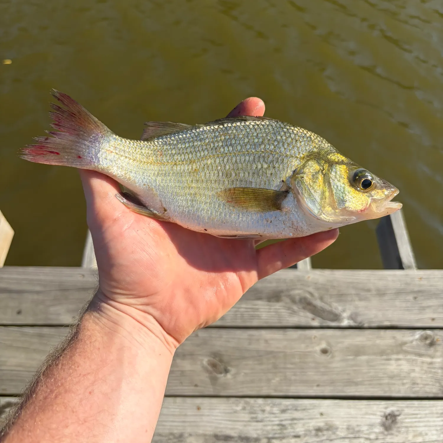 White perch caught on Fishbrain