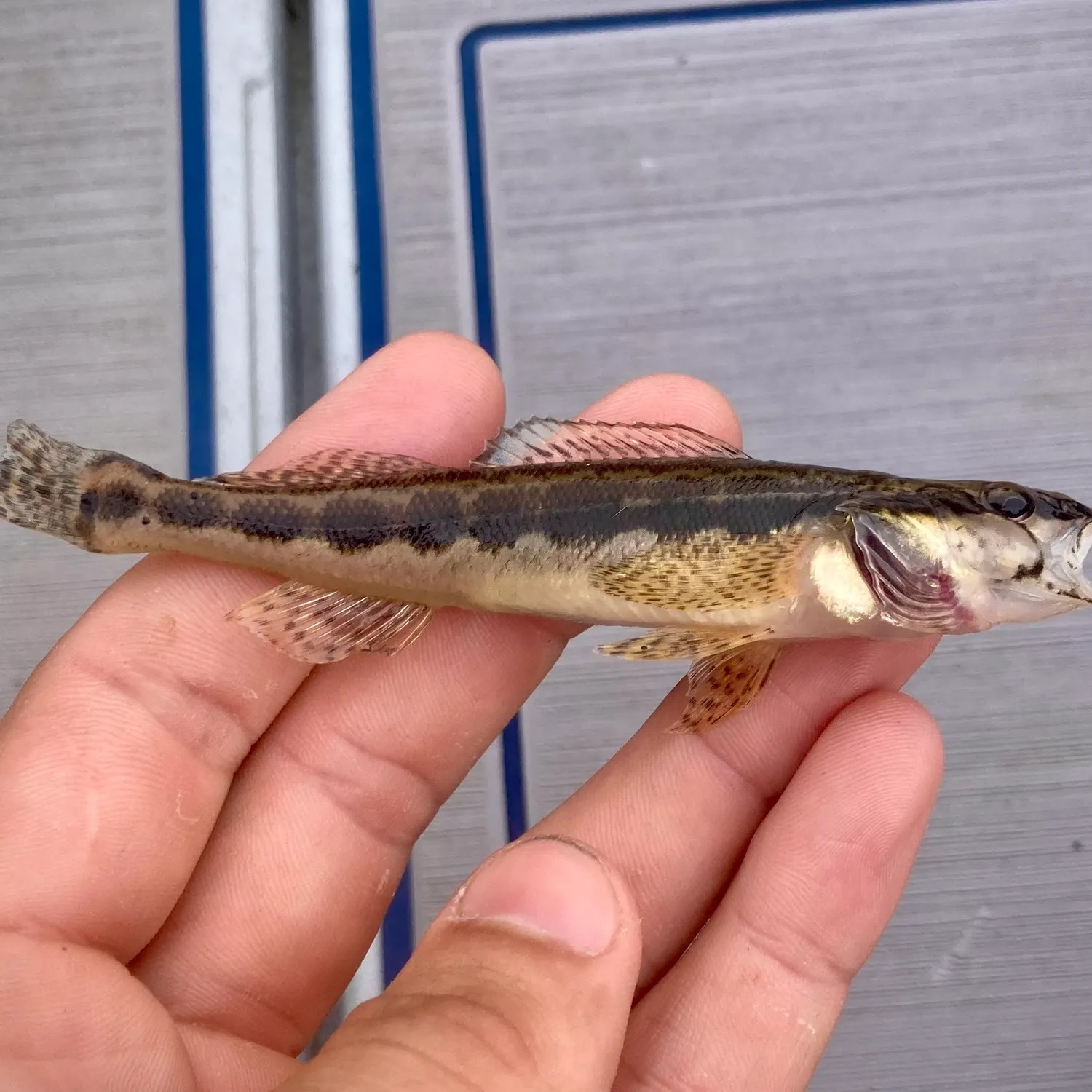 The most recent Longhead darter catches on Fishbrain