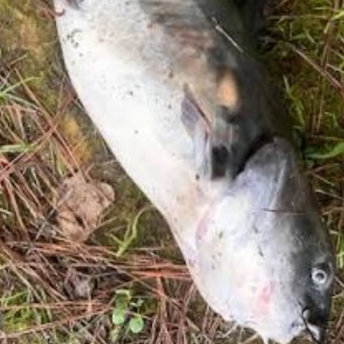 Fish caught on Fishbrain