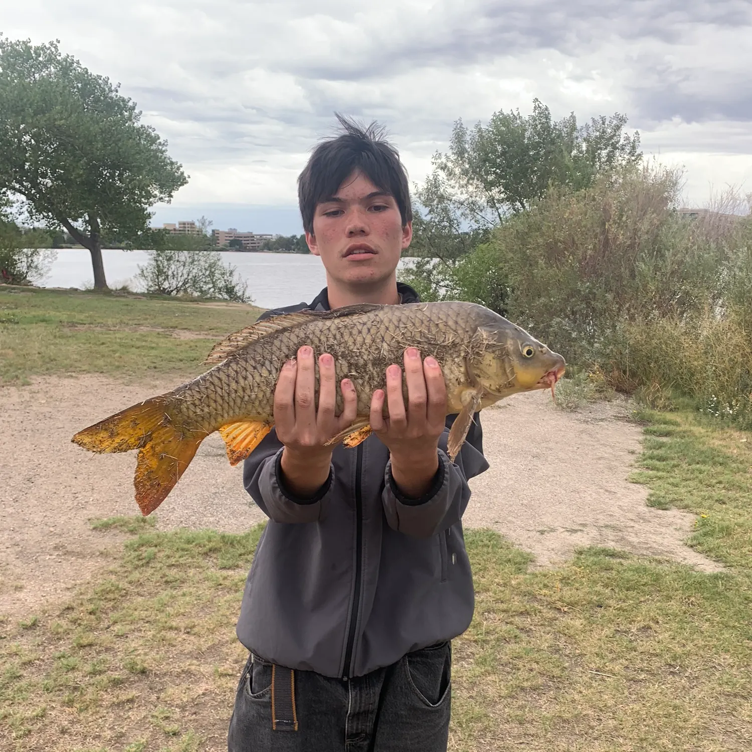 Common carp caught on Fishbrain