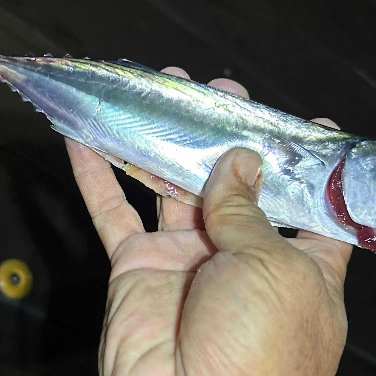 Eastern Pacific bonito caught on Fishbrain