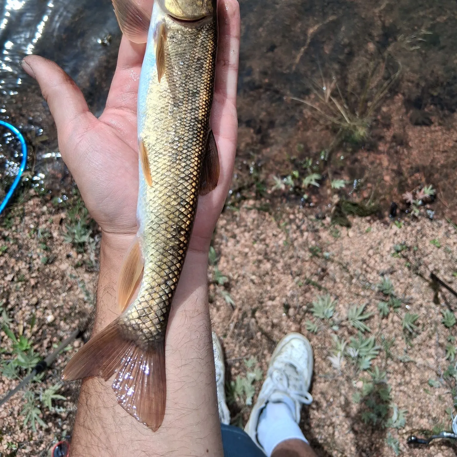 Northern hogsucker caught on Fishbrain