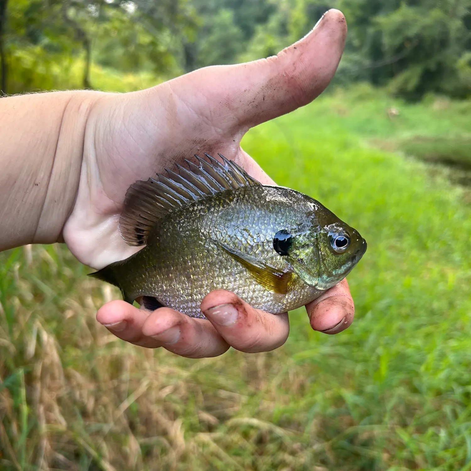 Bluegill caught on Fishbrain