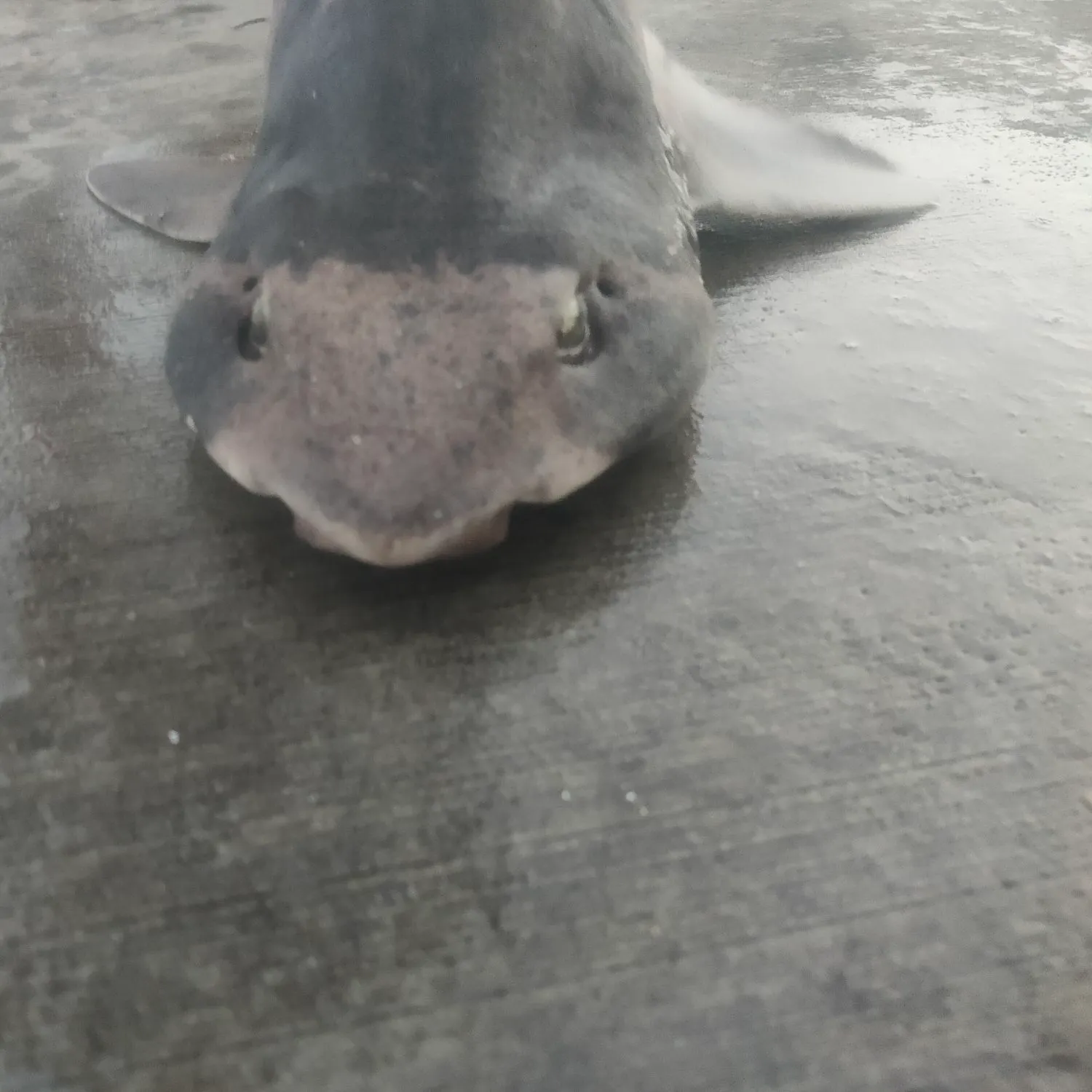 The most recent Draughtsboard shark catches on Fishbrain