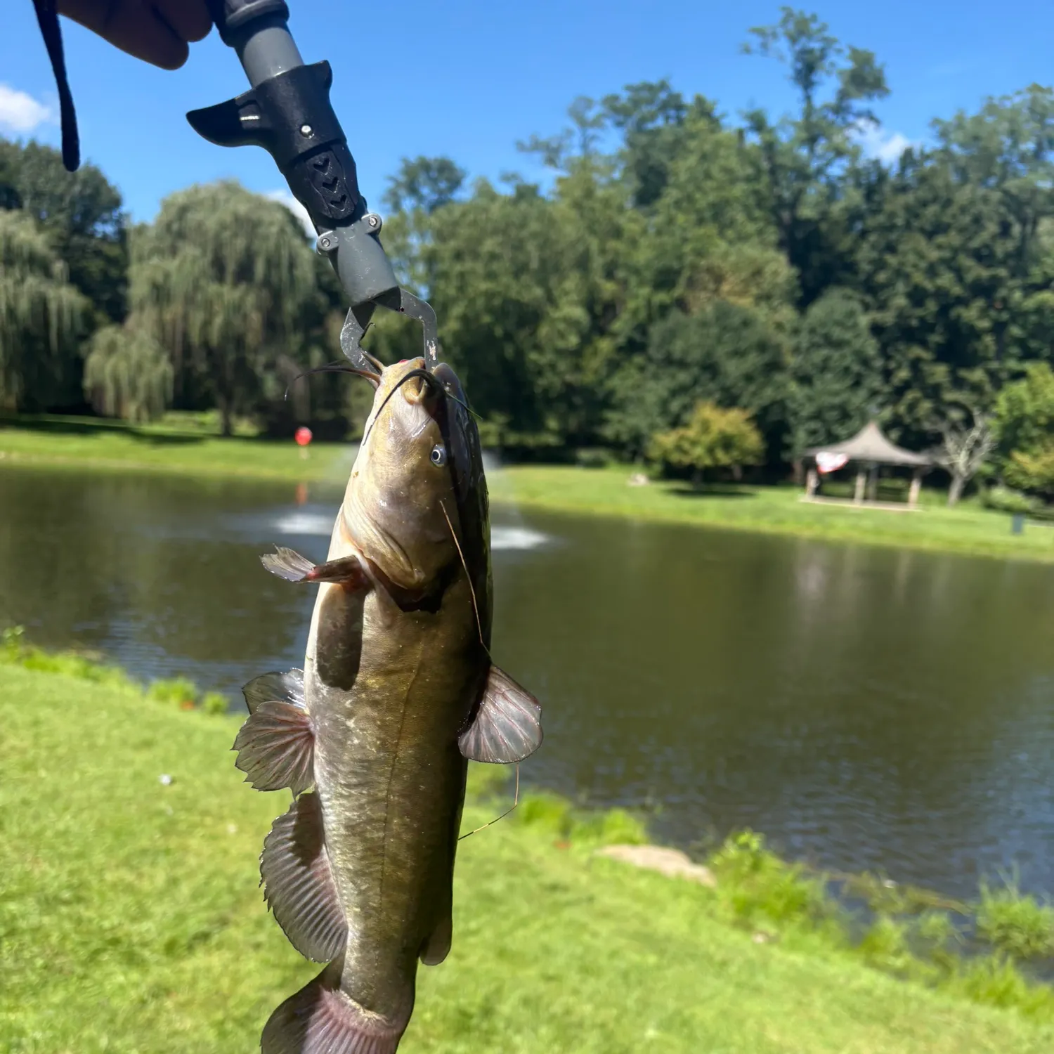 Channel catfish caught on Fishbrain