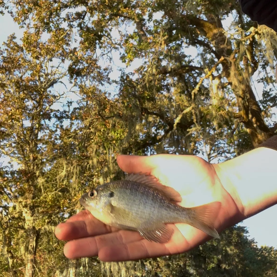 Bluegill caught on Fishbrain