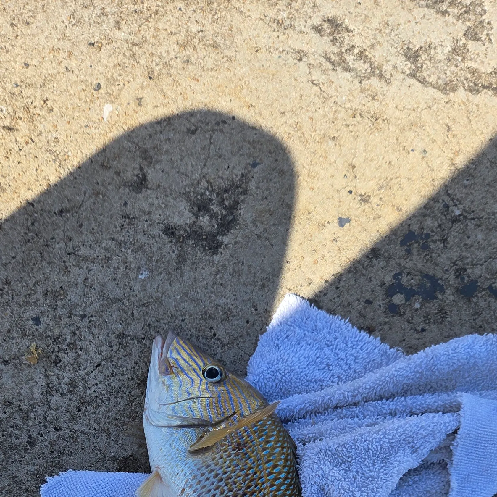 The most recent White grunt catches on Fishbrain