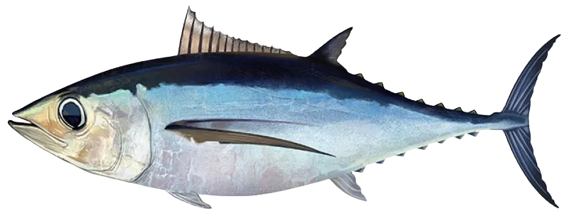 Albacore