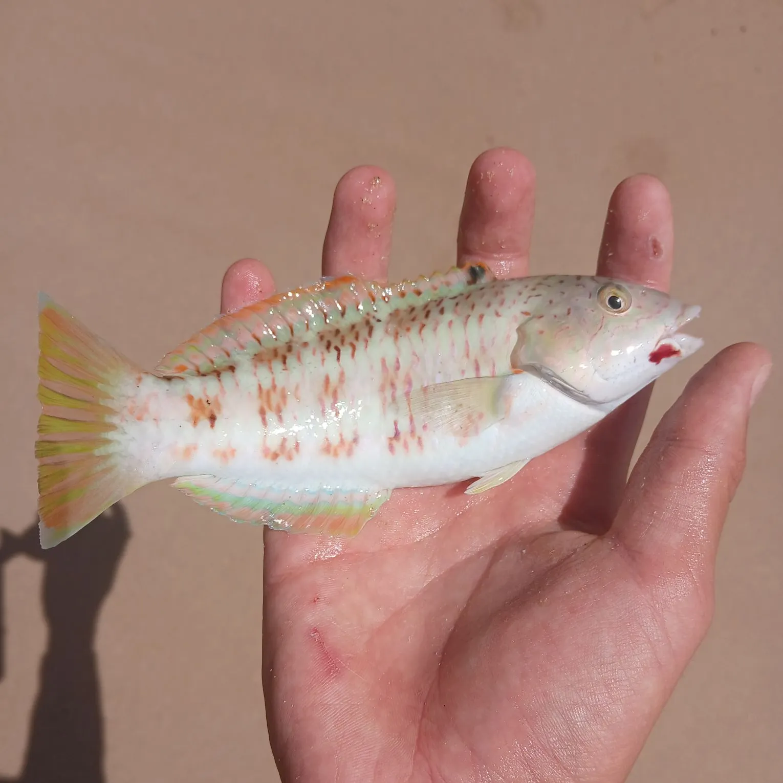 The most recent Christmas wrasse catches on Fishbrain