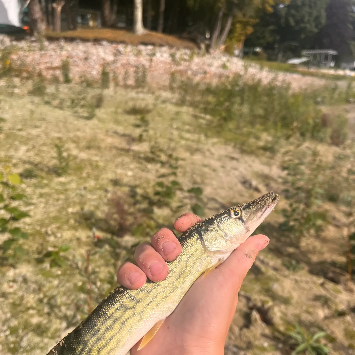 Chain pickerel caught on Fishbrain
