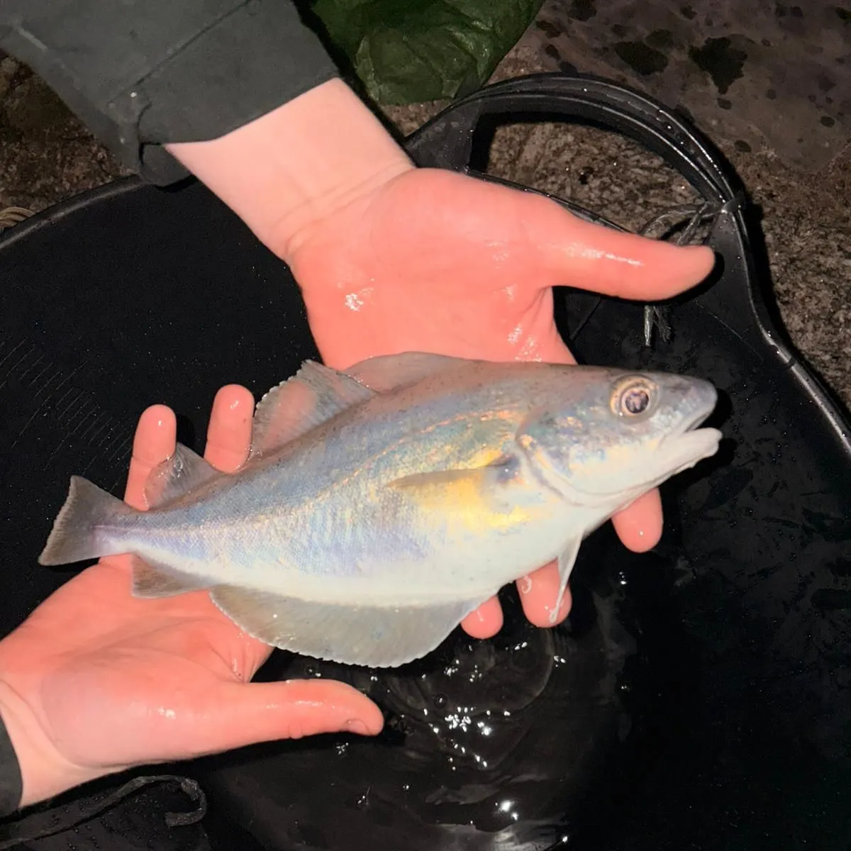 The most recent Pouting catches on Fishbrain