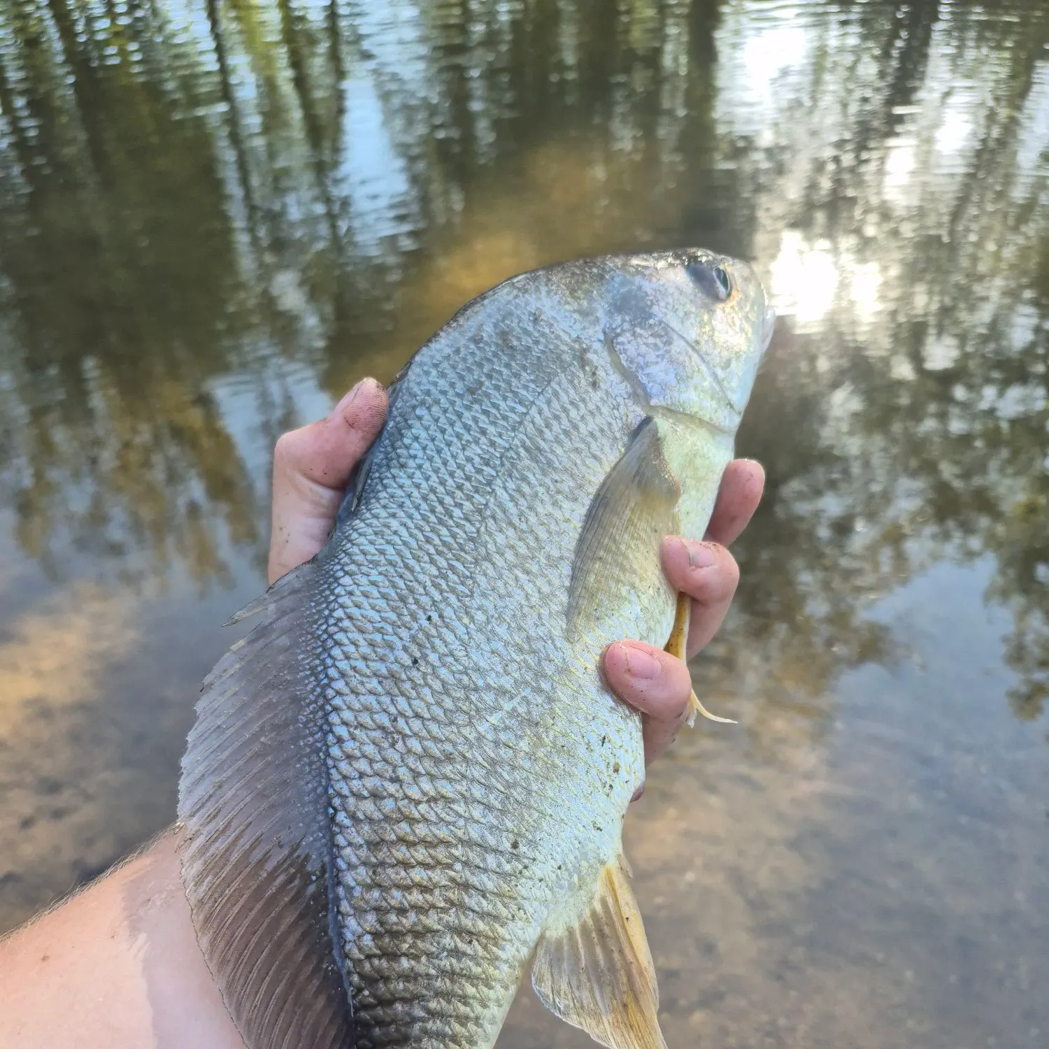 Freshwater drum caught on Fishbrain