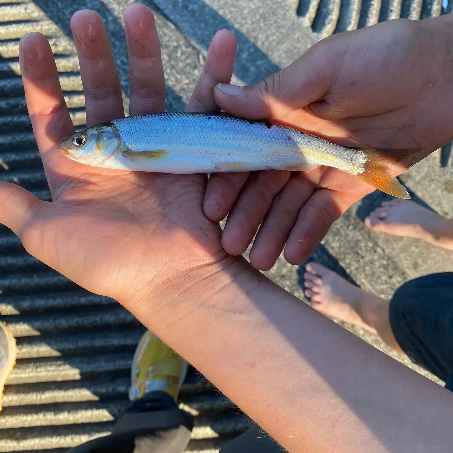 catch