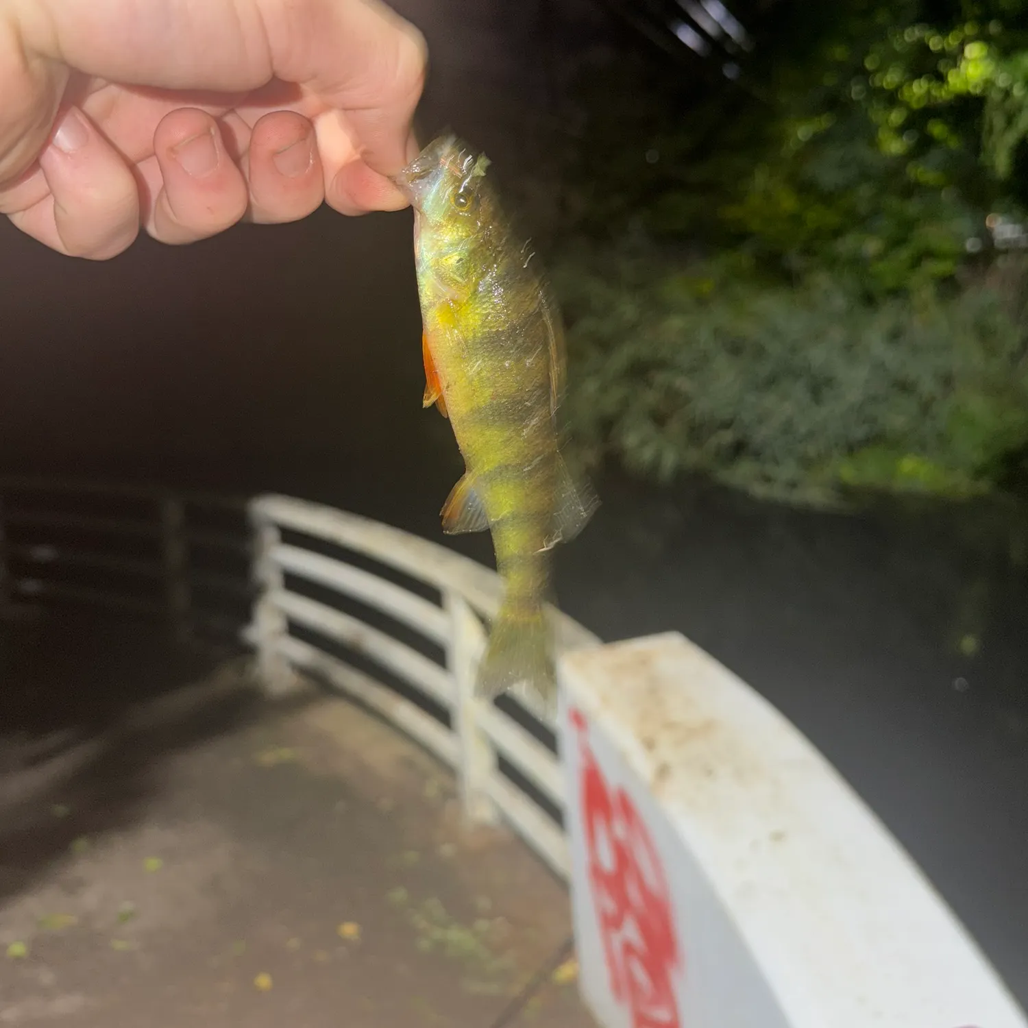 Yellow perch caught on Fishbrain