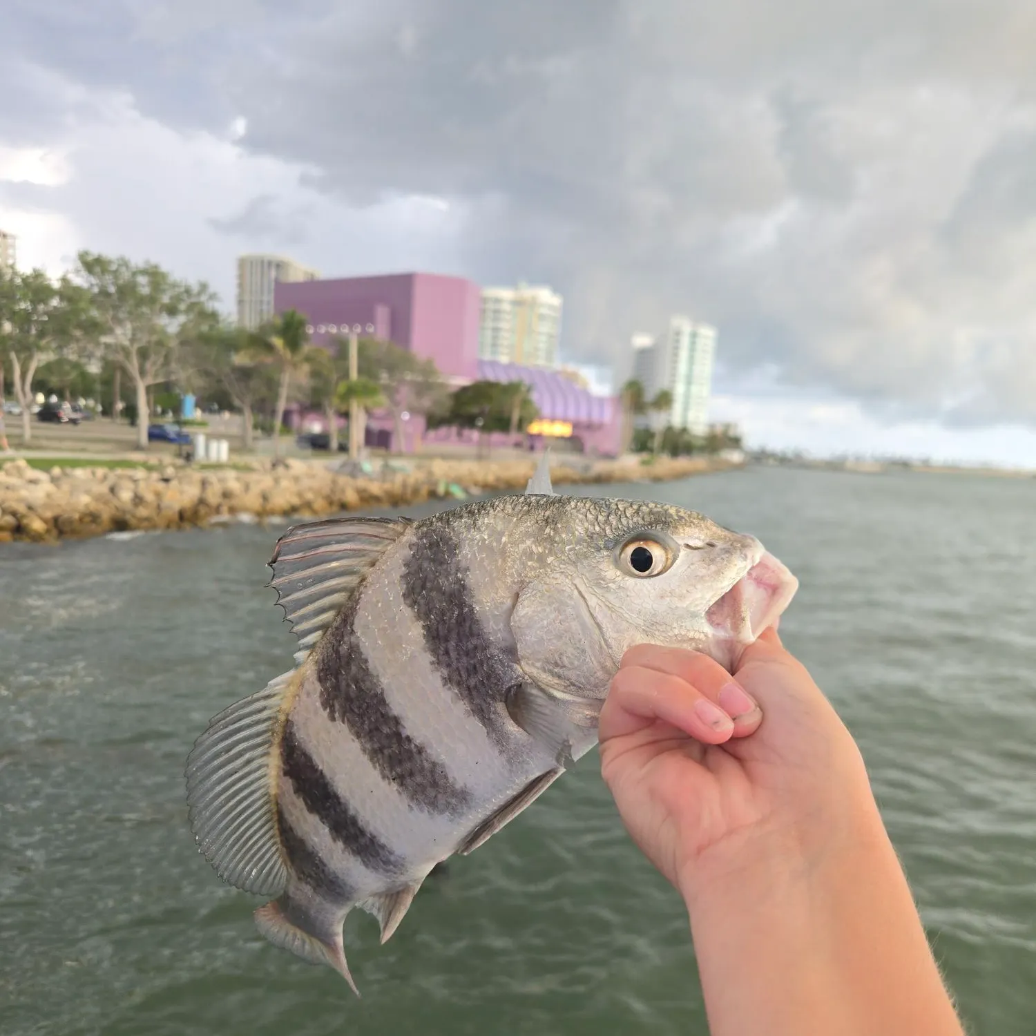The most recent Black drum catches on Fishbrain