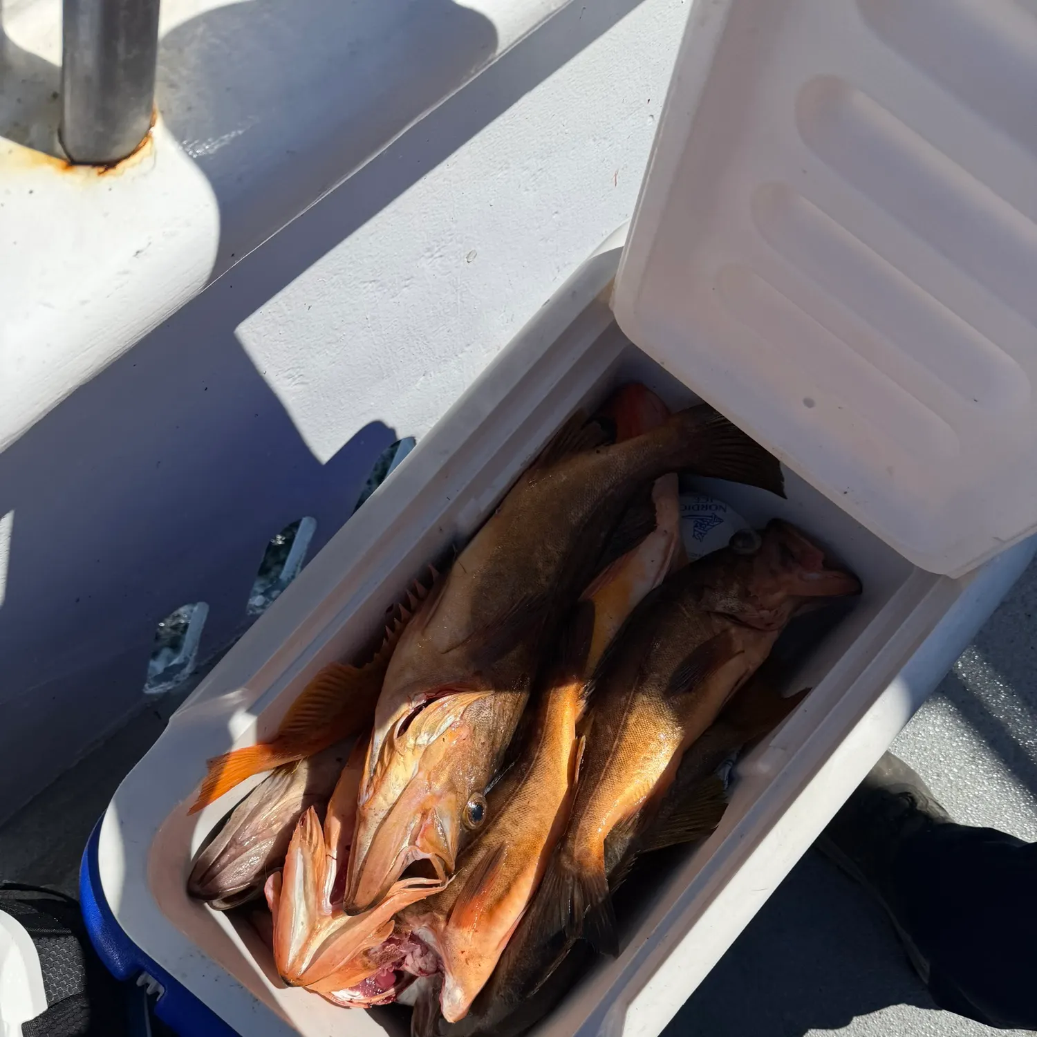 The most recent Redstripe rockfish catches on Fishbrain