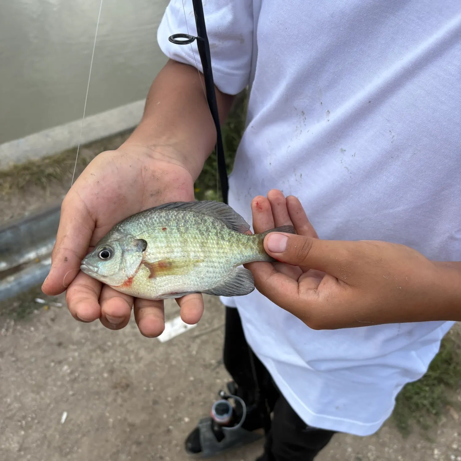 Bluegill caught on Fishbrain
