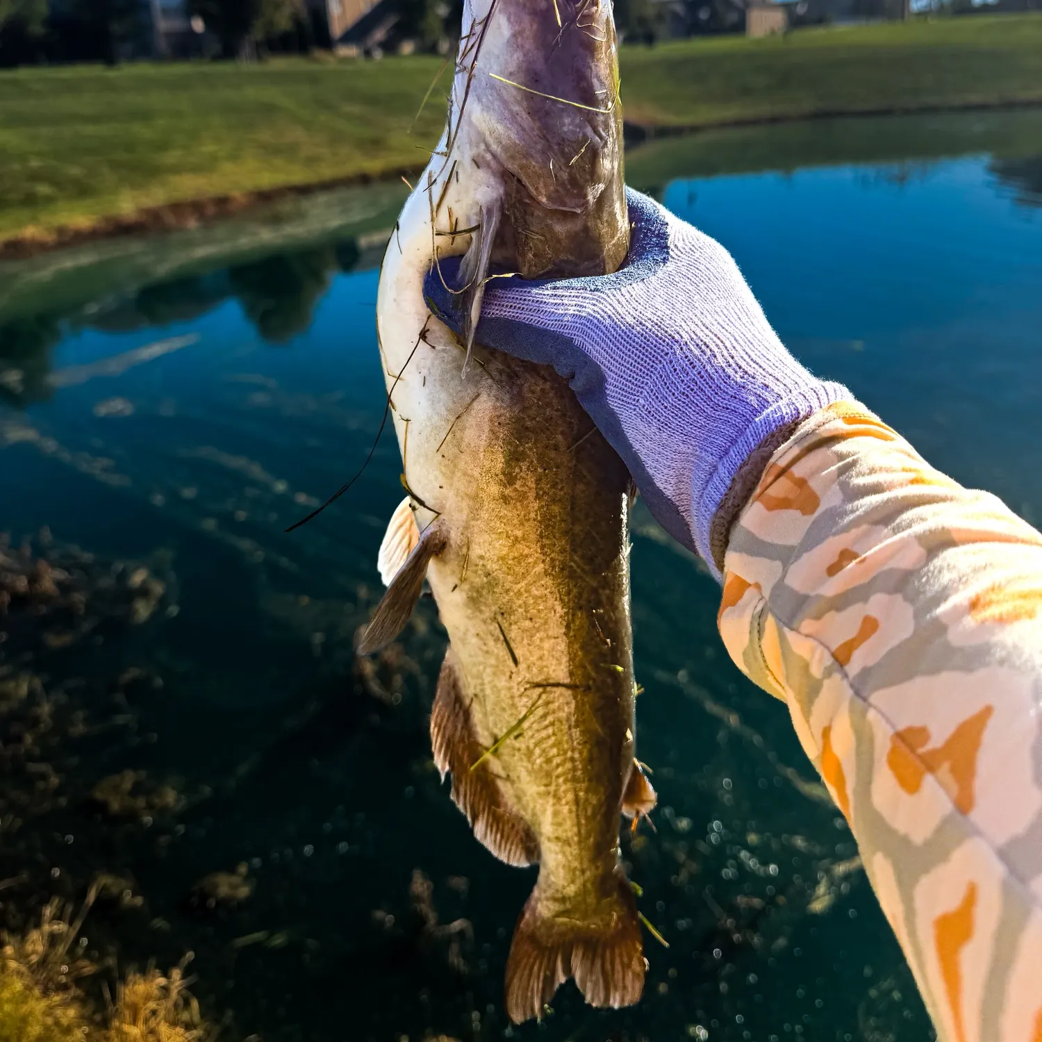 Channel catfish caught on Fishbrain