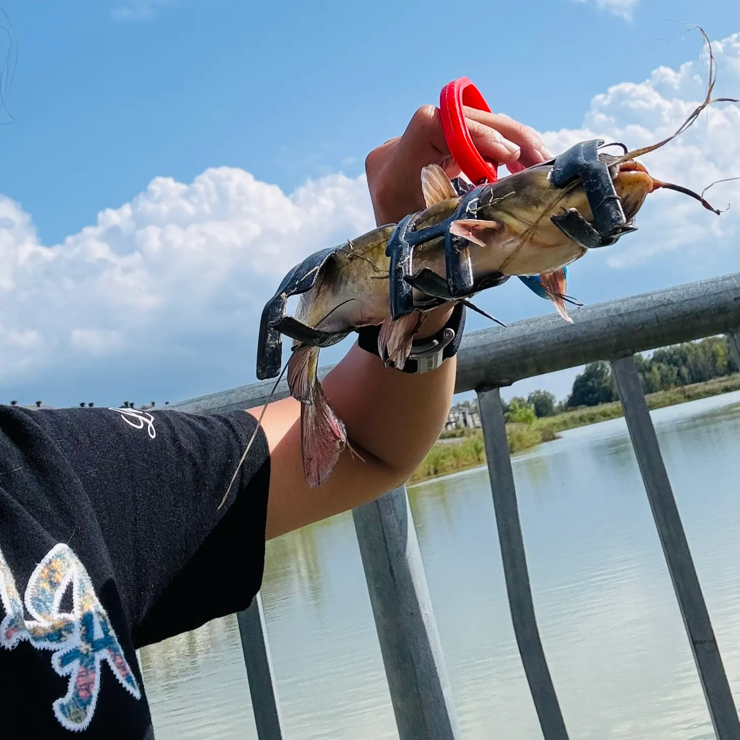 Yellow bullhead caught on Fishbrain