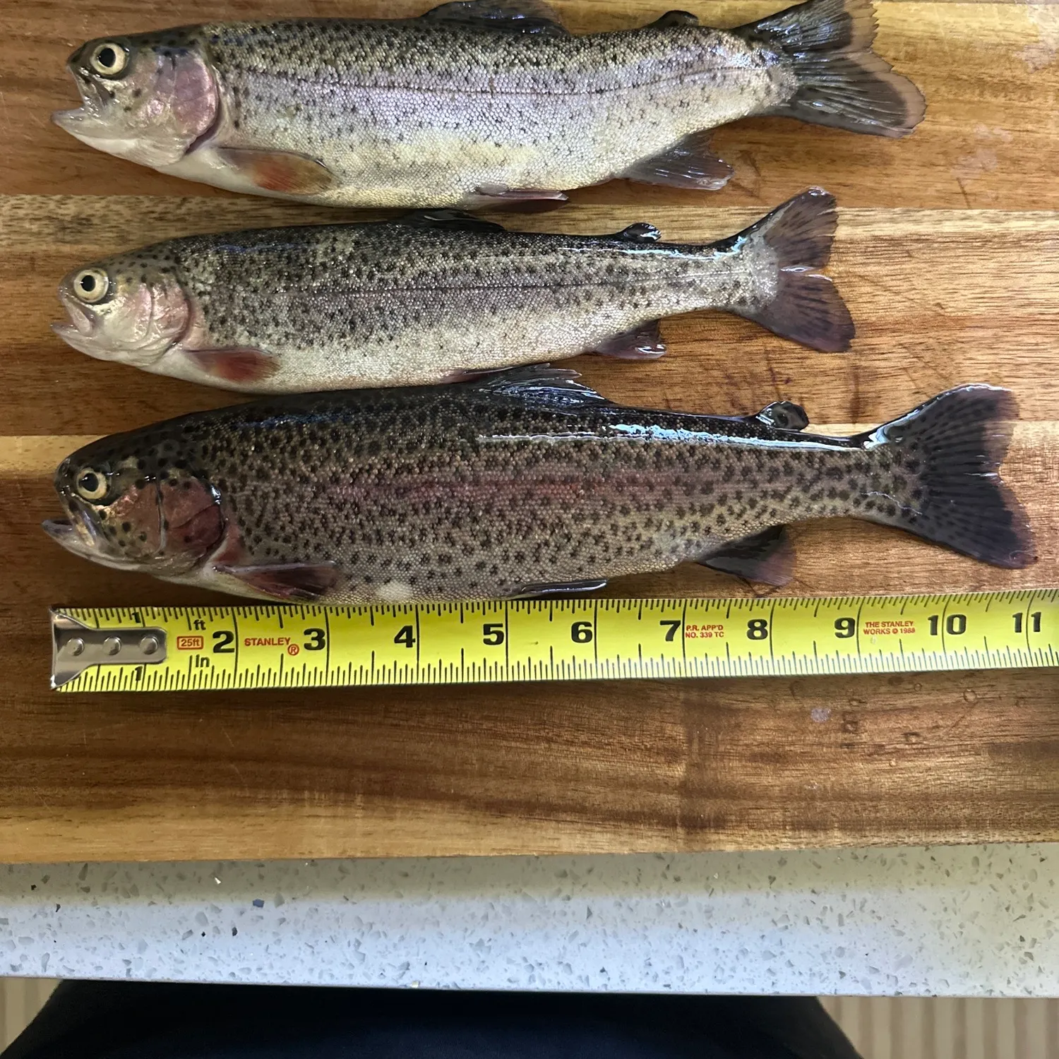 recently logged catches