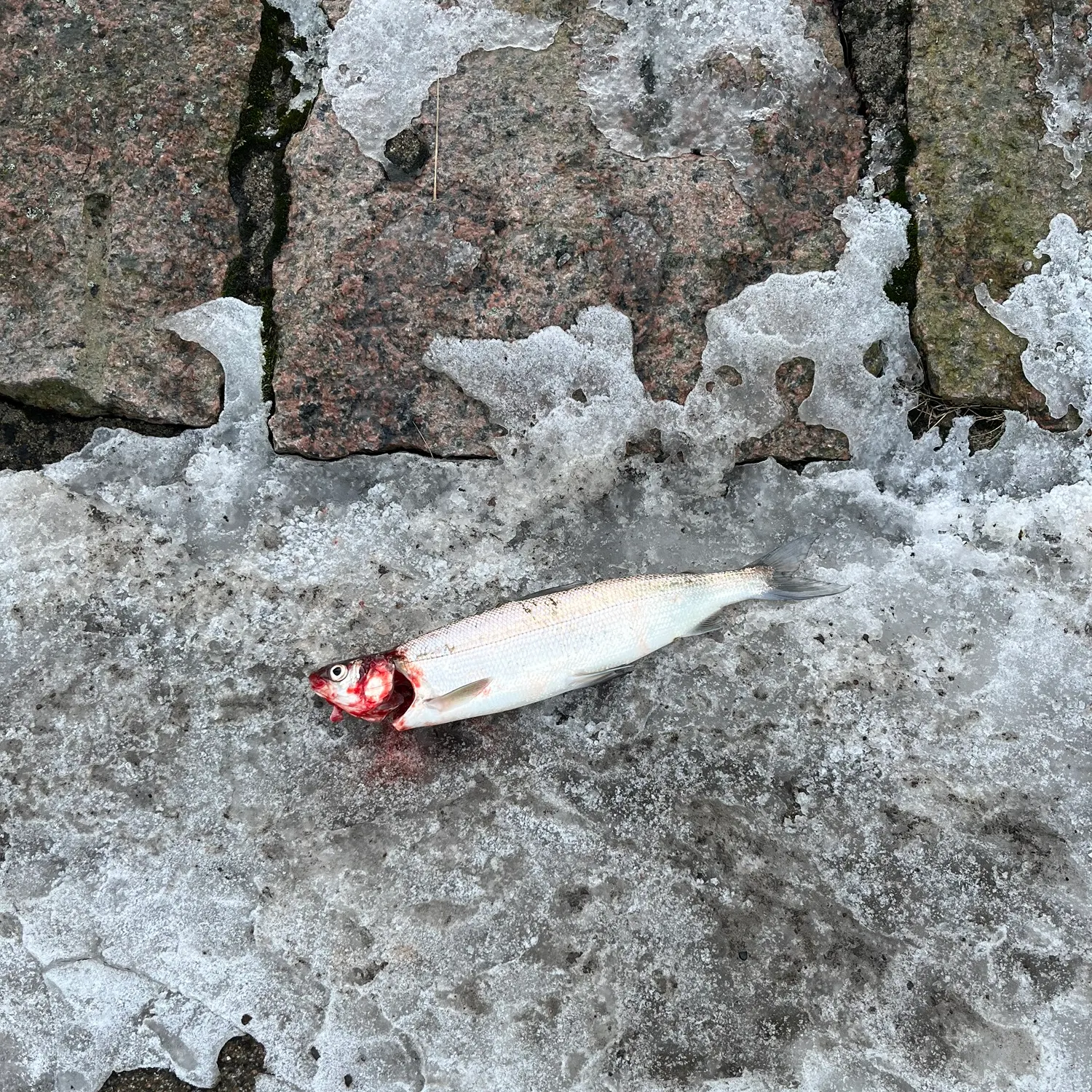The most recent European whitefish catches on Fishbrain