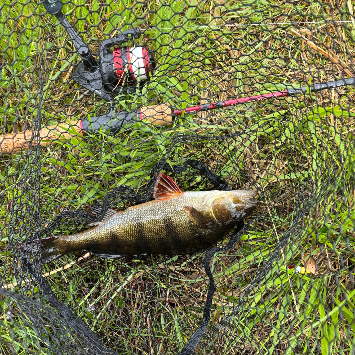 European perch caught on Fishbrain