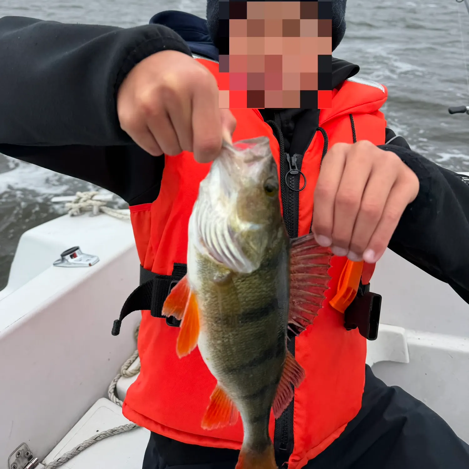 European perch caught on Fishbrain