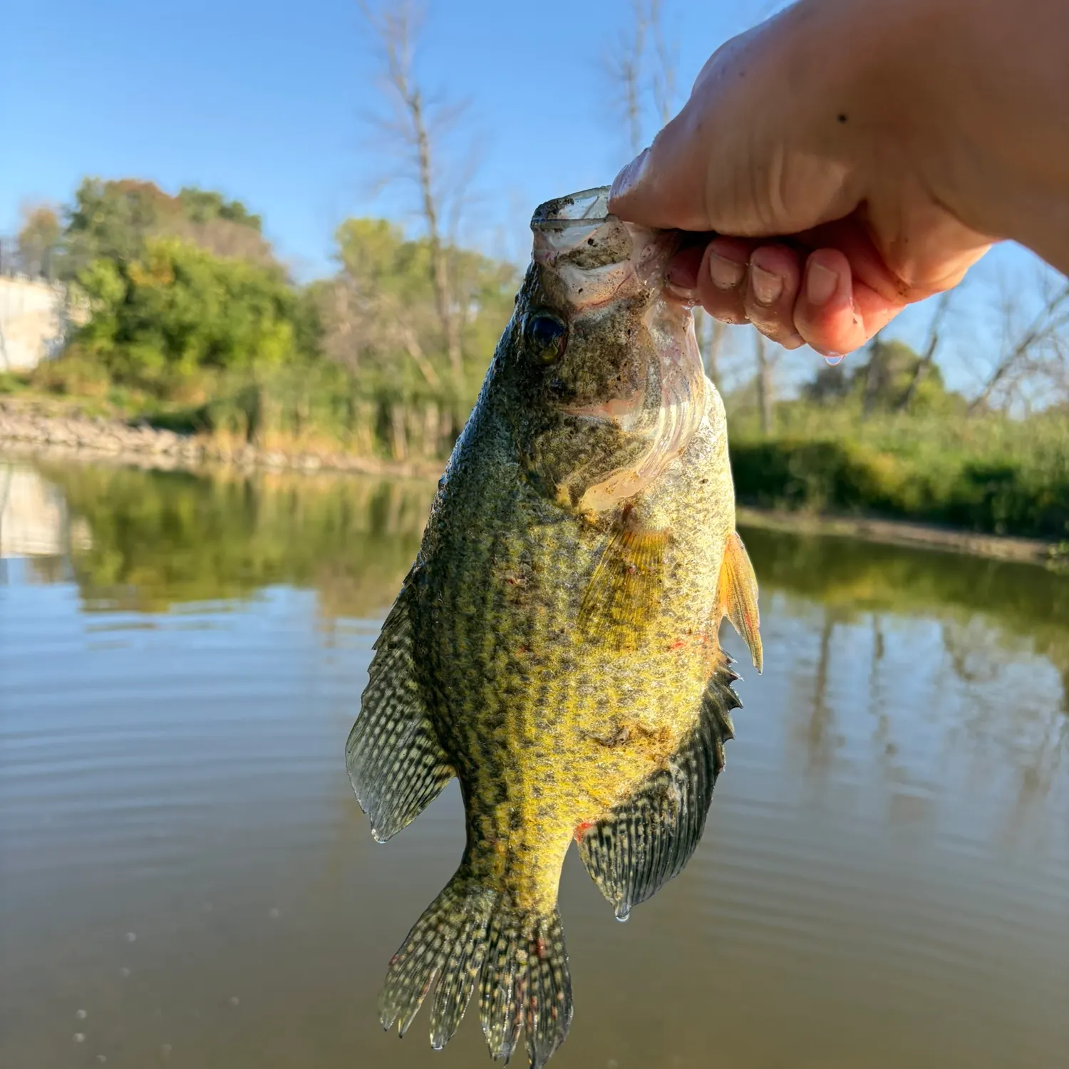Black crappie caught on Fishbrain