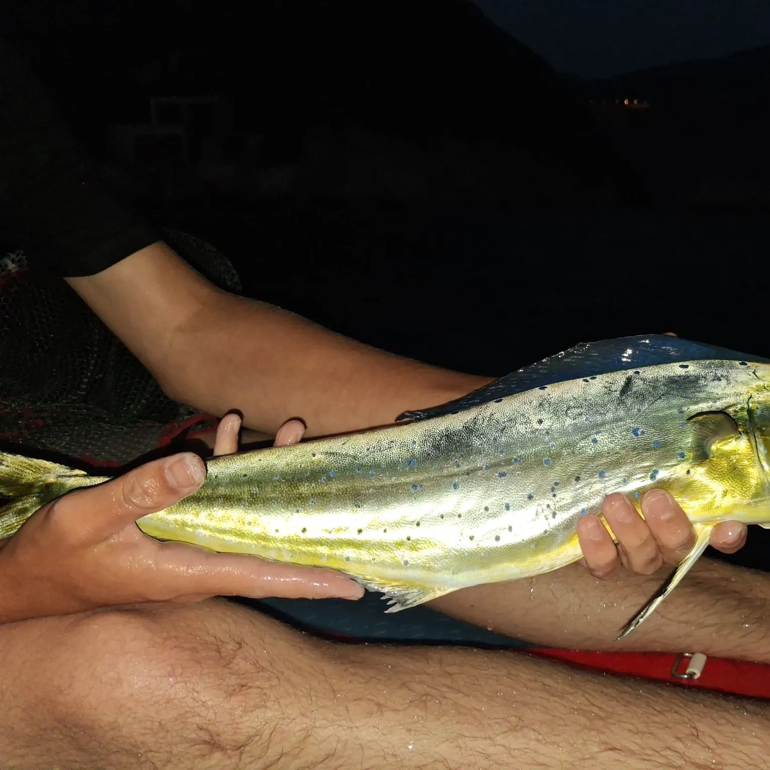 Common dolphinfish caught on Fishbrain