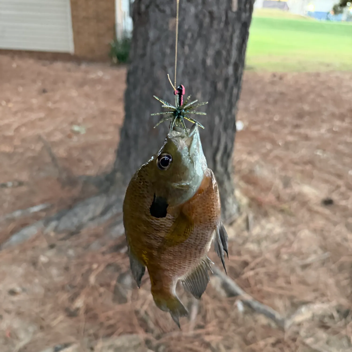 catch