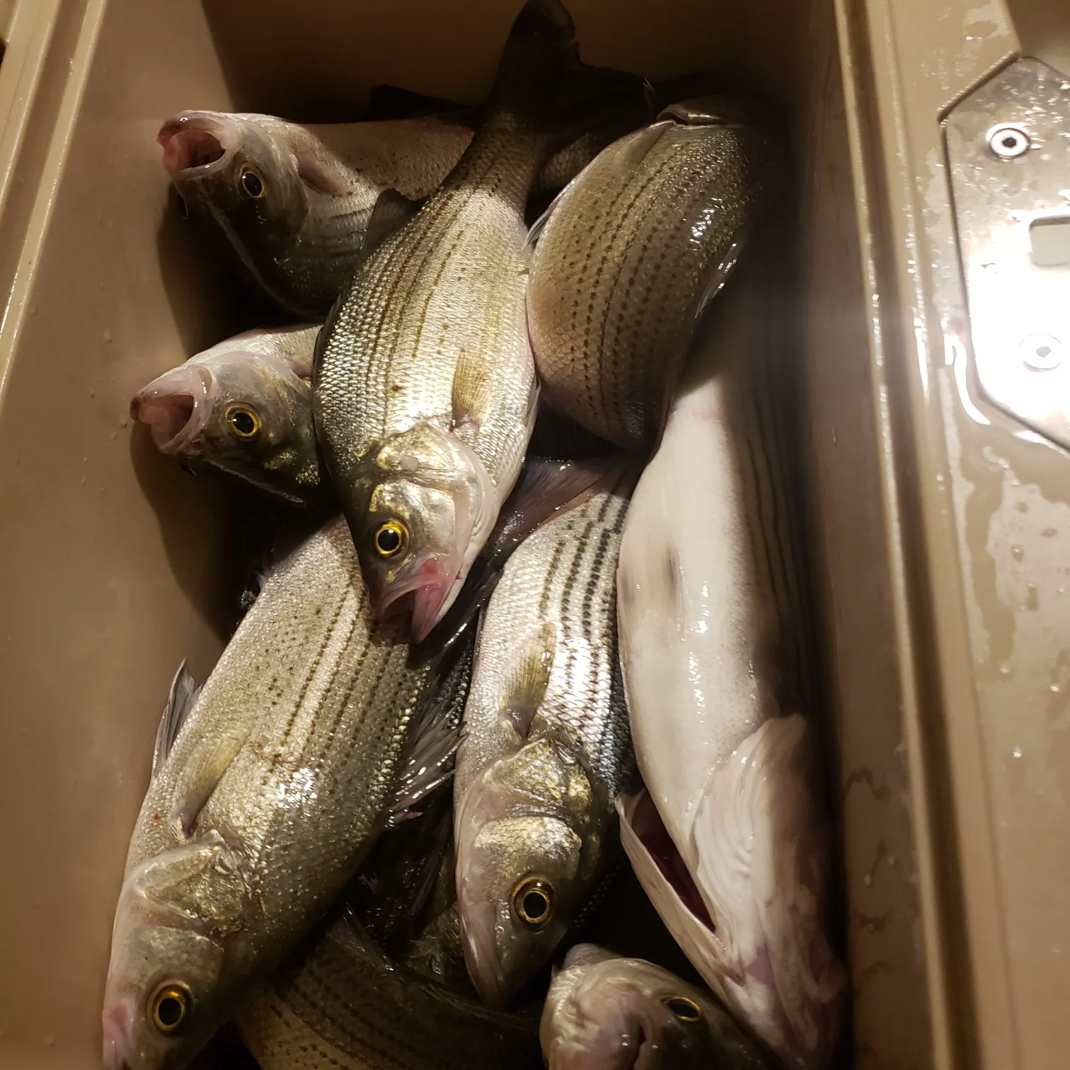 recently logged catches