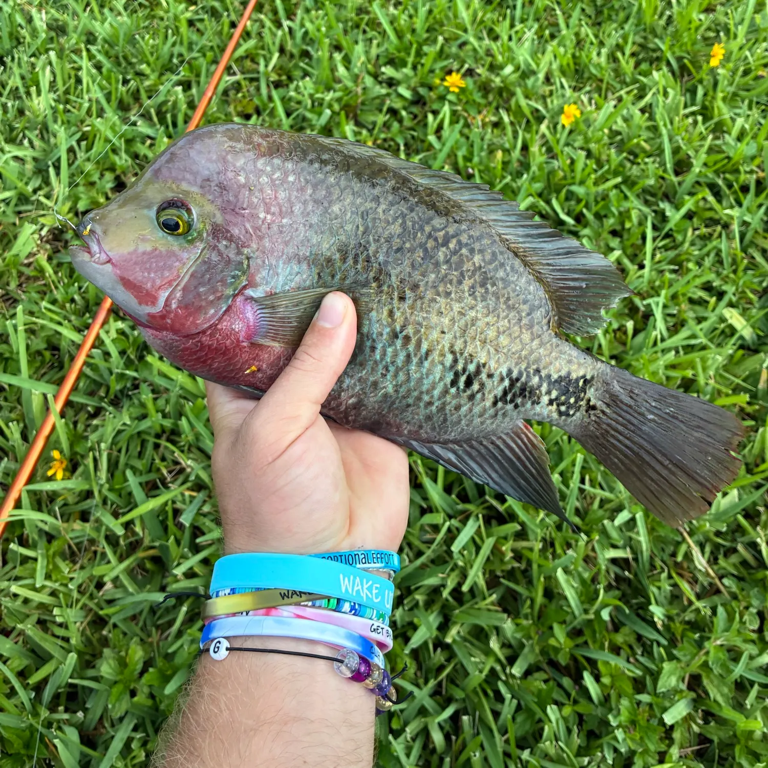 The most recent Redhead cichlid catches on Fishbrain