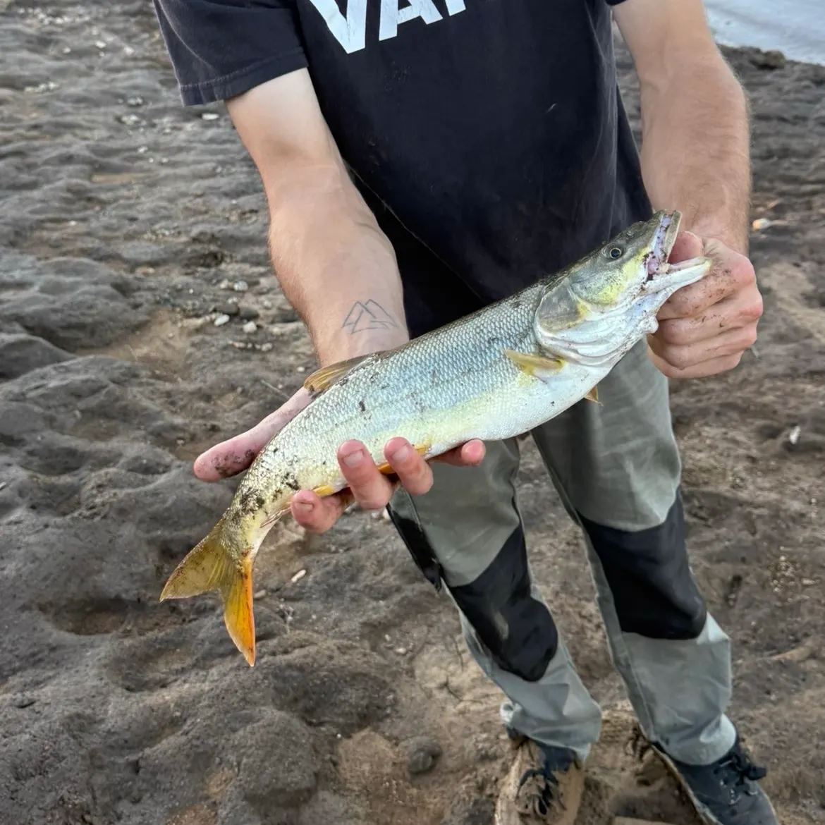 Northern pikeminnow caught on Fishbrain