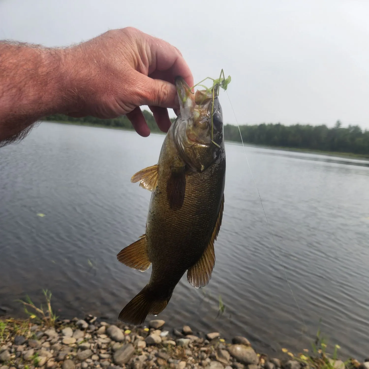 Fish caught on Fishbrain