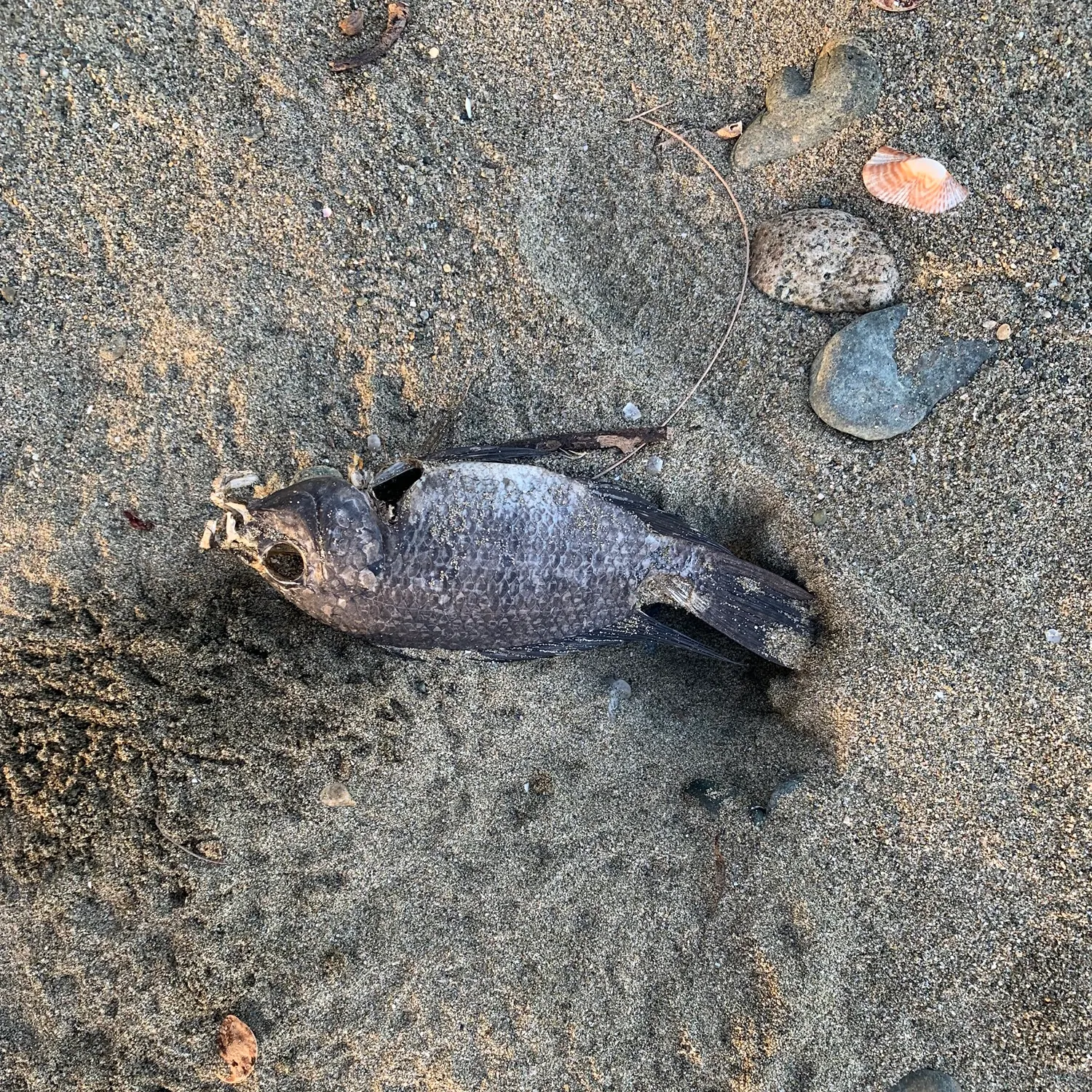 The most recent Oscar catches on Fishbrain