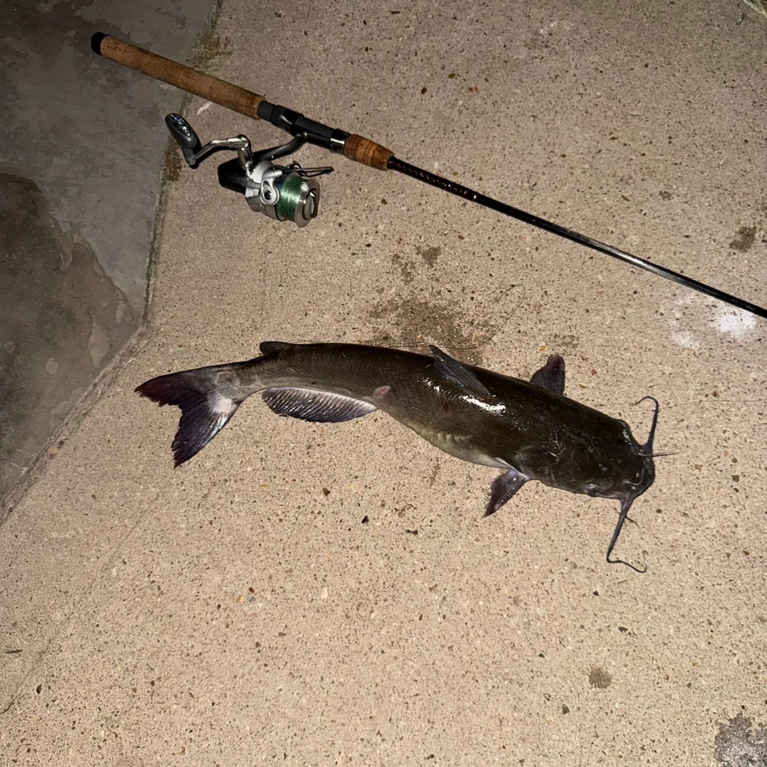 Channel catfish caught on Fishbrain