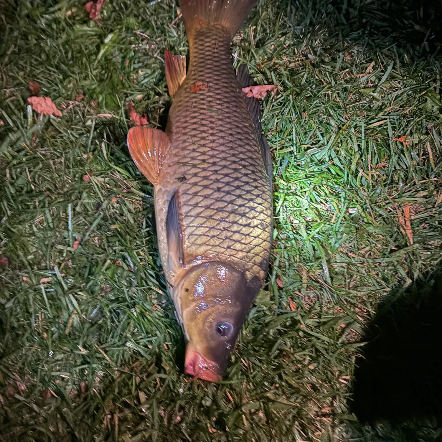 Common carp caught on Fishbrain