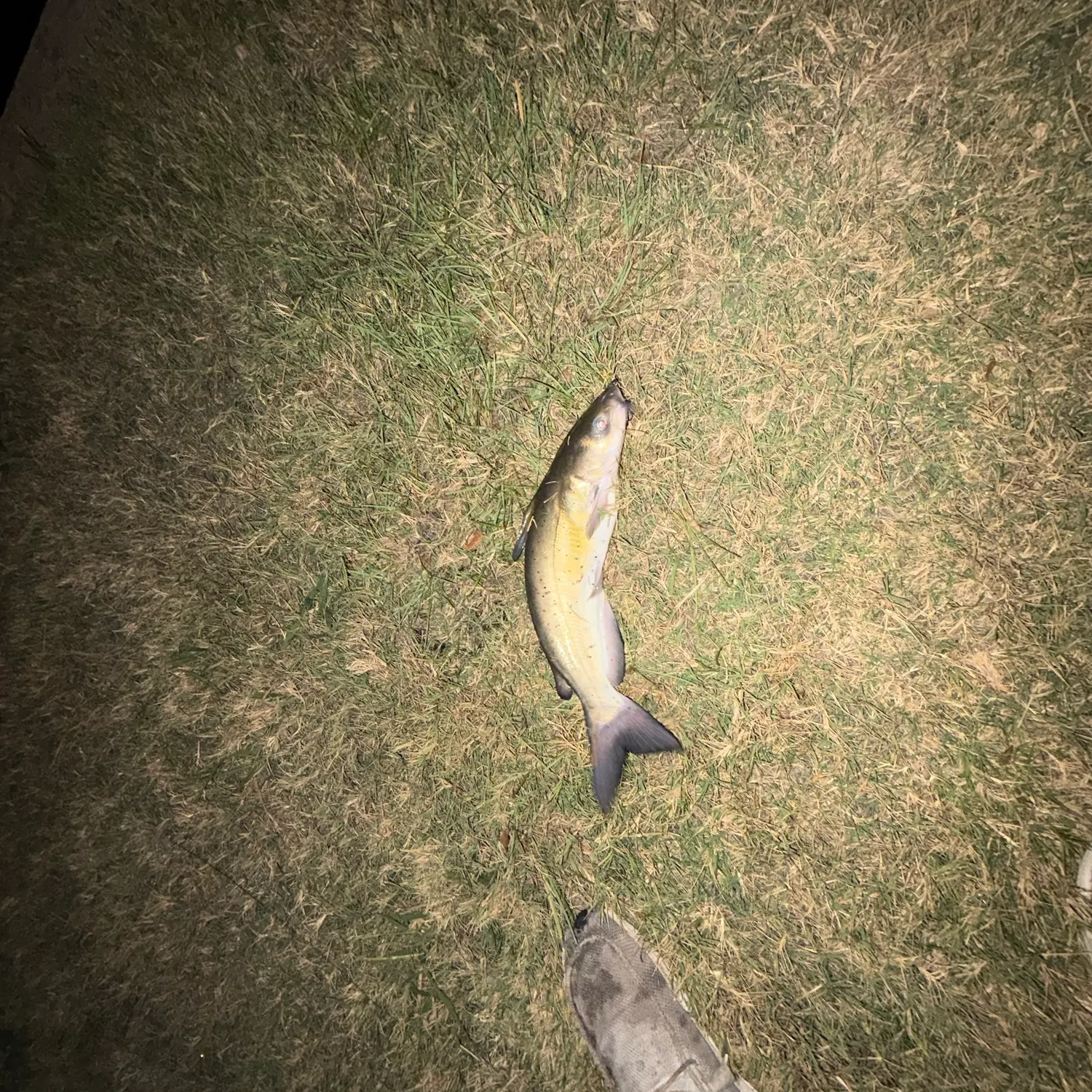 The most recent Channel catfish catches on Fishbrain