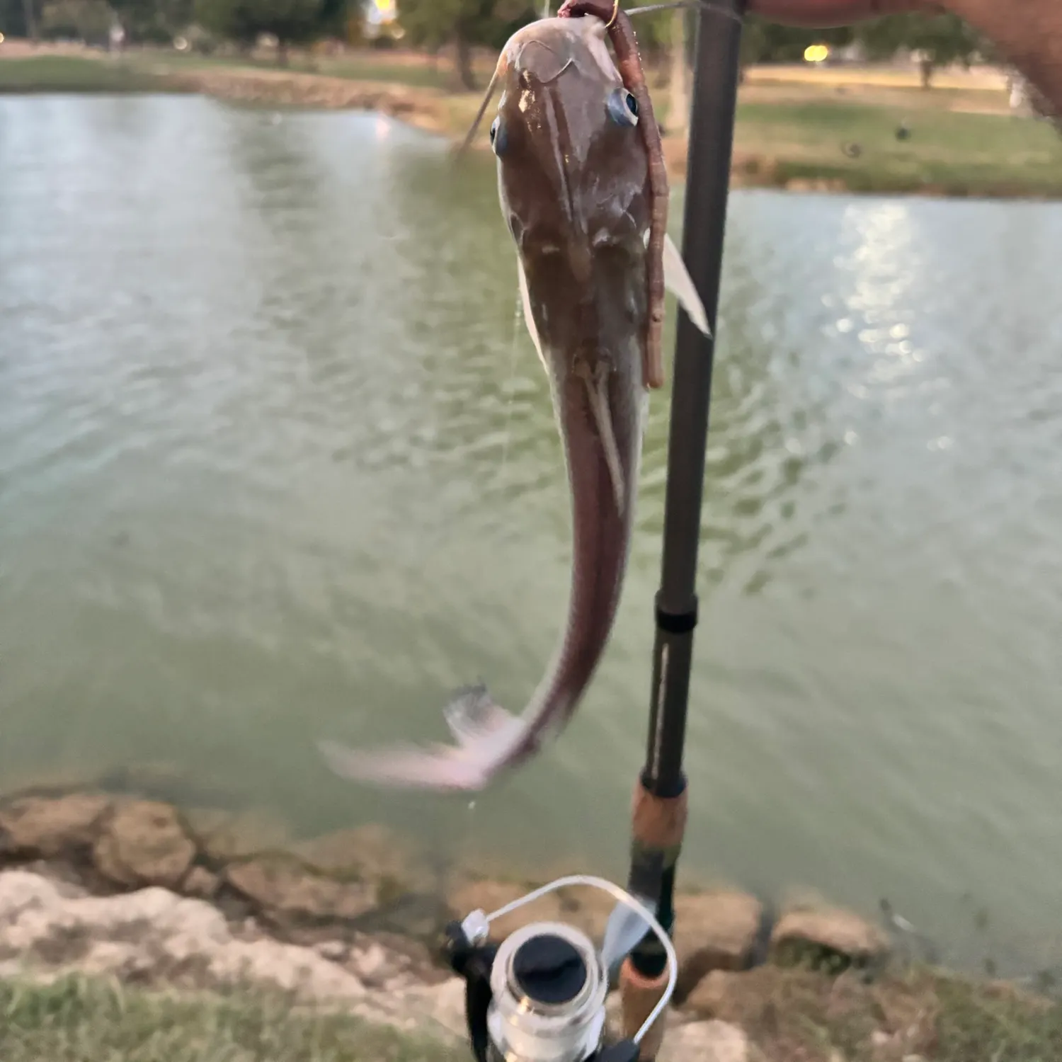 Channel catfish caught on Fishbrain