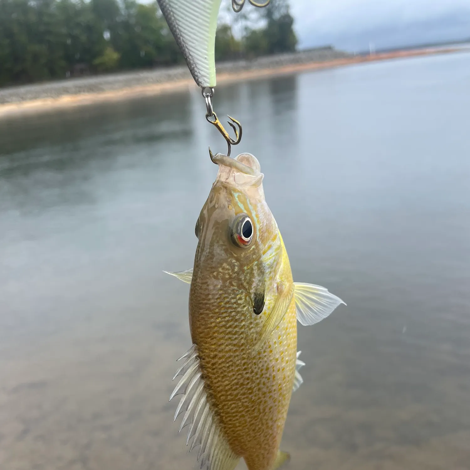 Redbreast sunfish caught on Fishbrain