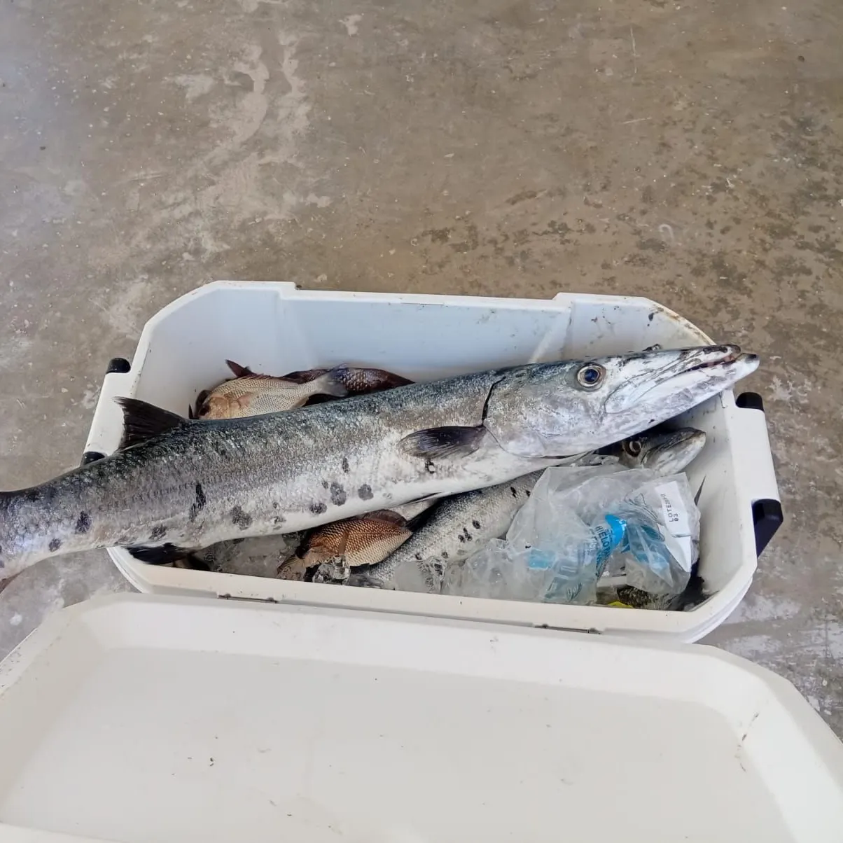 The most recent Great barracuda catches on Fishbrain