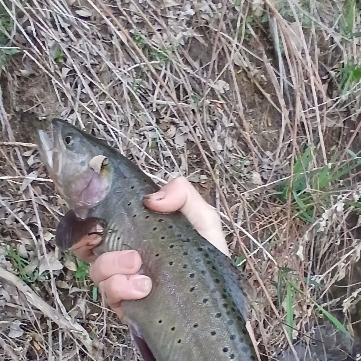 The most recent Cutthroat trout catches on Fishbrain