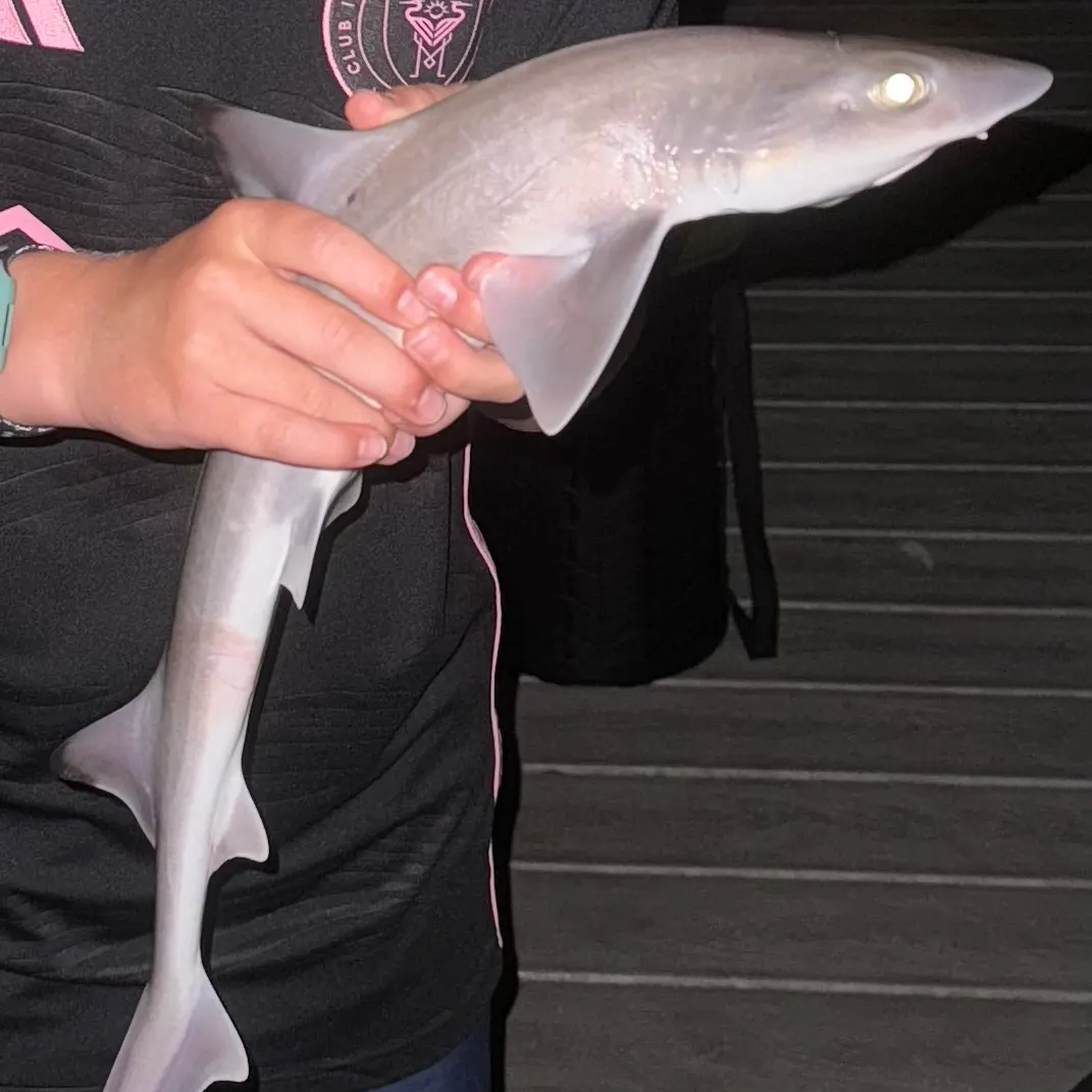 The most recent Dusky smooth-hound catches on Fishbrain