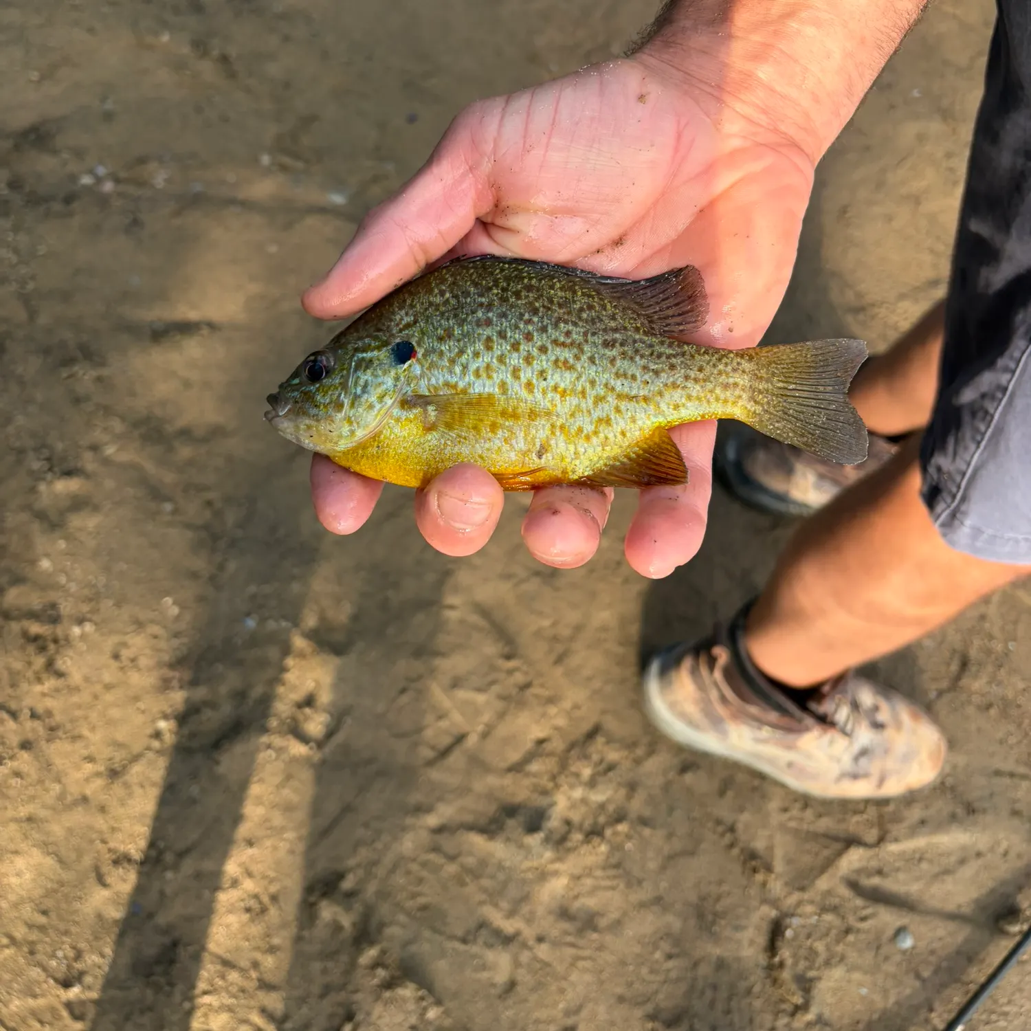 Pumpkinseed caught on Fishbrain