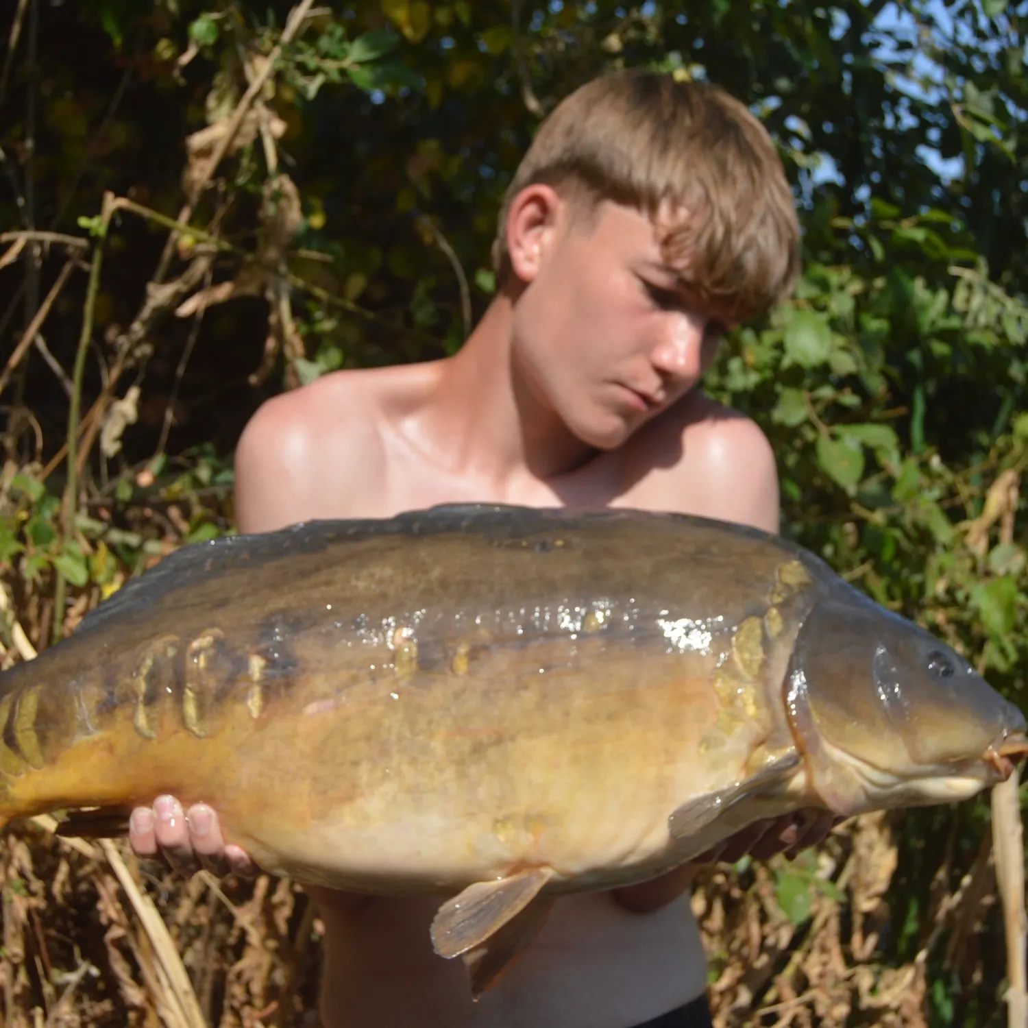 Mirror carp caught on Fishbrain